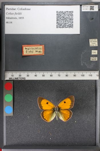 Media type: image;   Entomology 118811